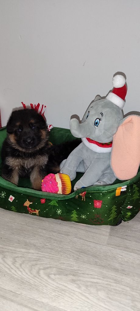 chiot Berger Allemand du clos de la gloriette