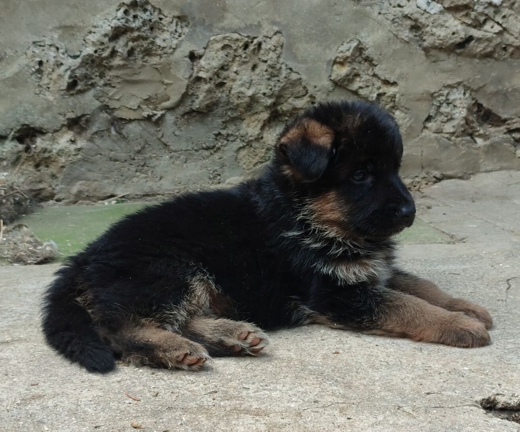 chiot Berger Allemand du clos de la gloriette