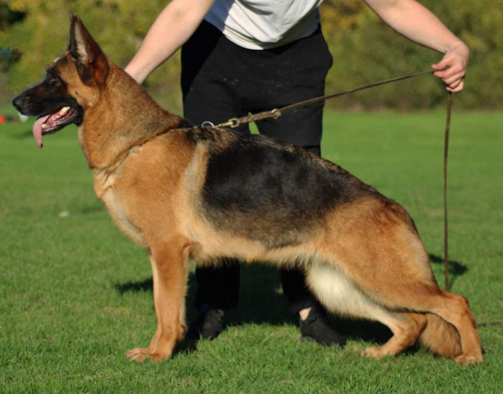 Pastaga Du Domaine De L'estuaire