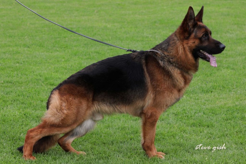 du clos de la gloriette - Bientôt les tout premiers chiots de Miky issus de notre élevage
