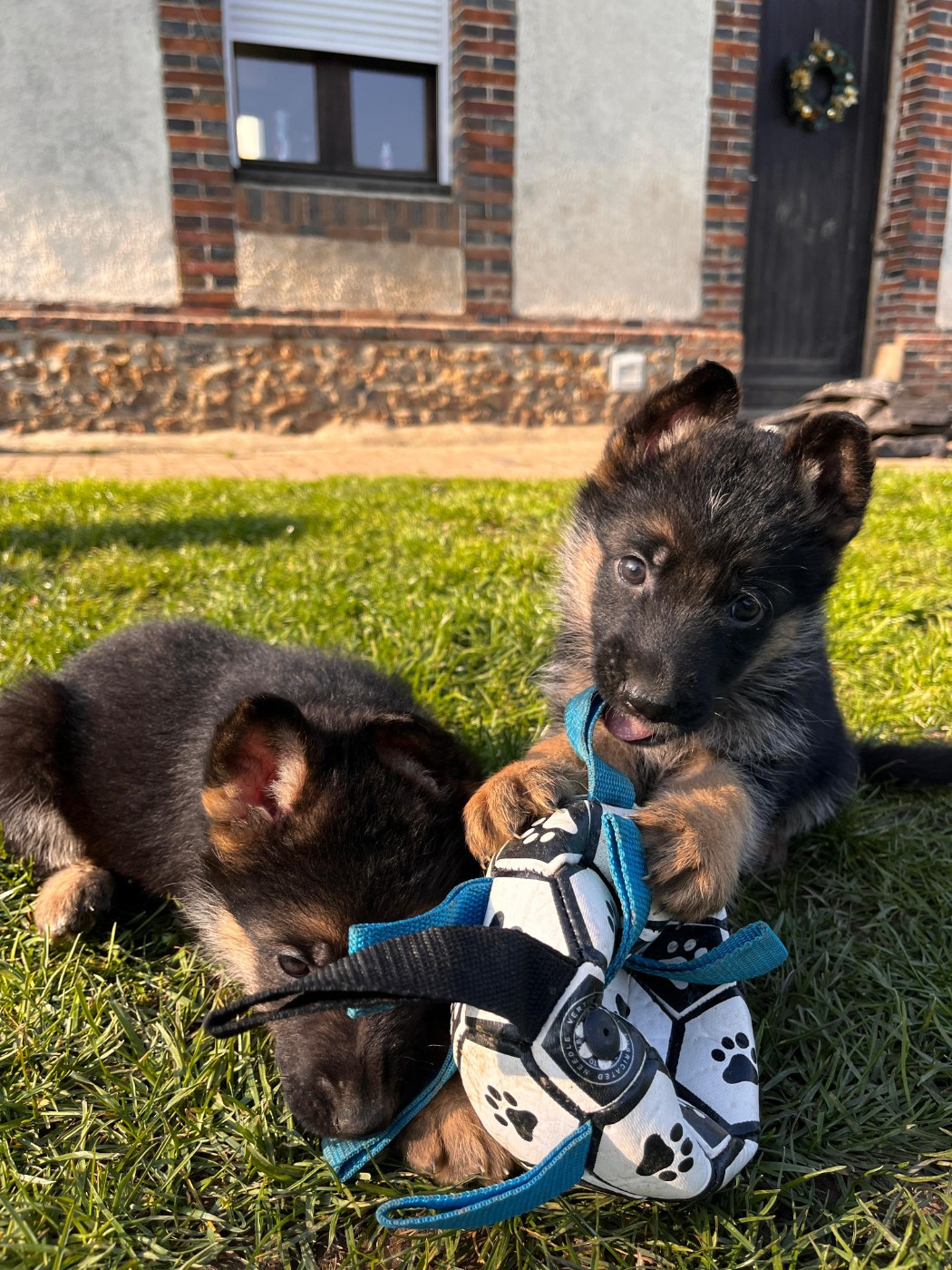 du clos de la gloriette - Chiots disponibles - Berger Allemand