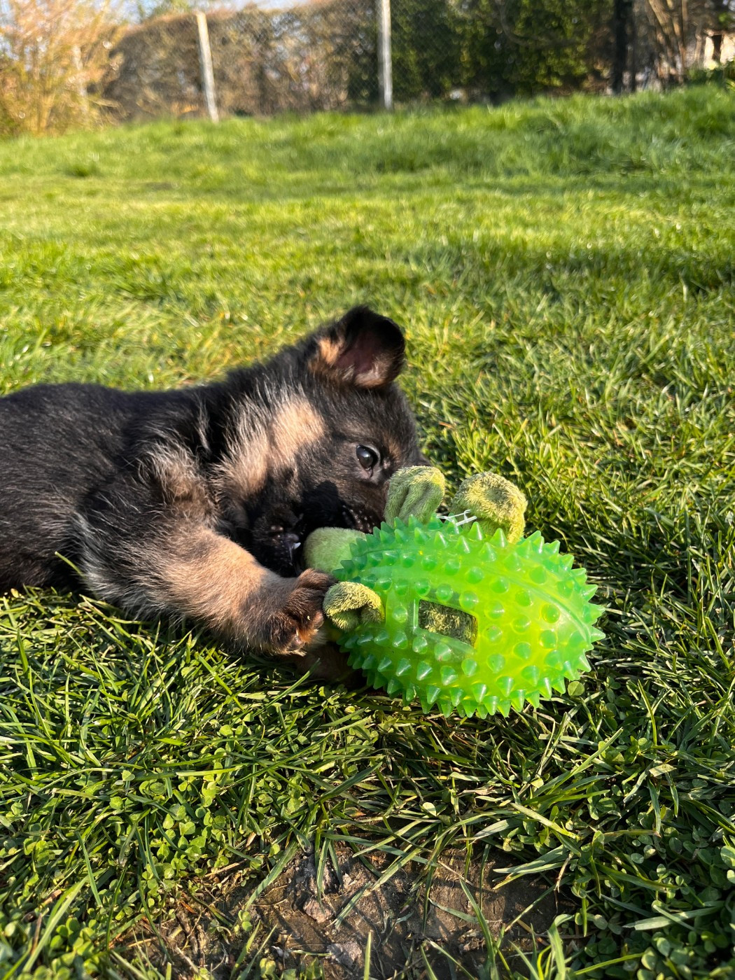 du clos de la gloriette - Chiots disponibles - Berger Allemand