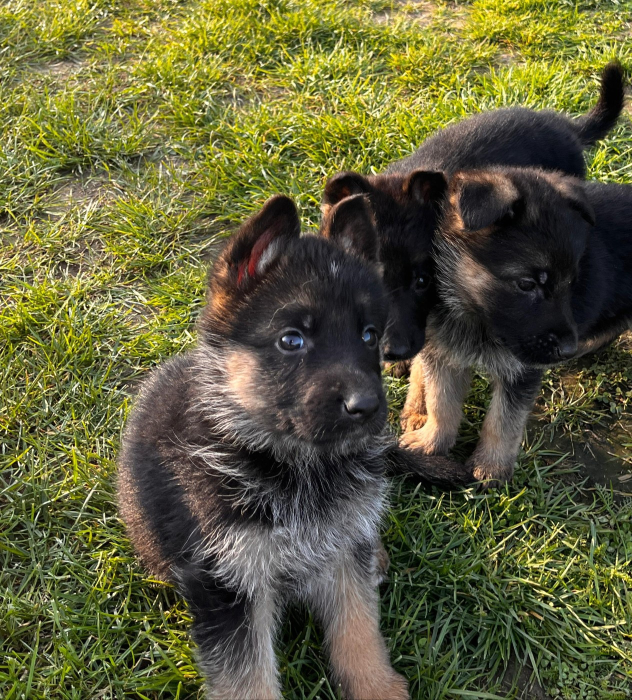 du clos de la gloriette - Chiots disponibles - Berger Allemand
