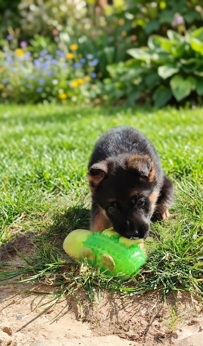 du clos de la gloriette - Chiots disponibles - Berger Allemand