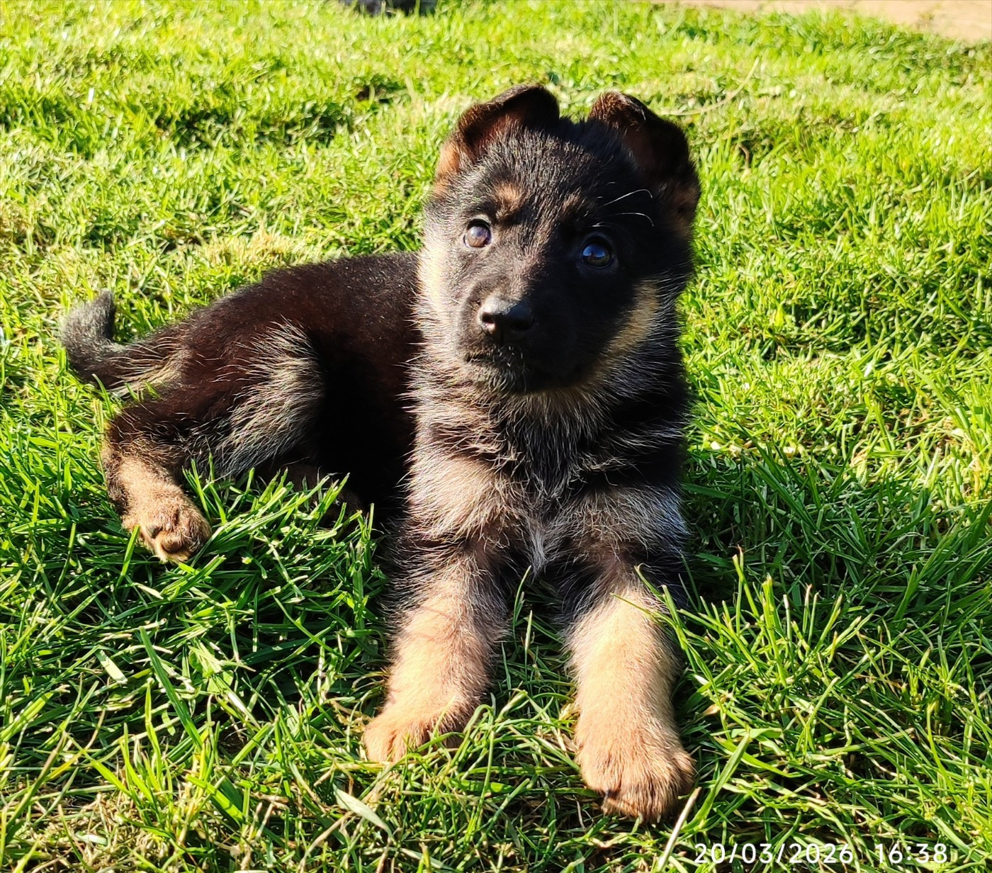 du clos de la gloriette - Chiots disponibles - Berger Allemand