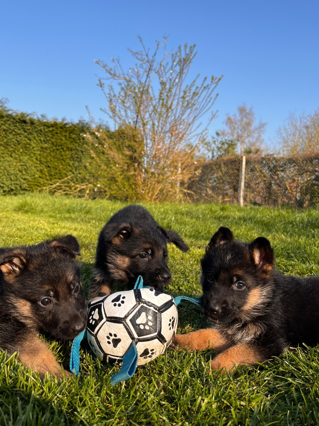 Chiot Berger Allemand du clos de la gloriette