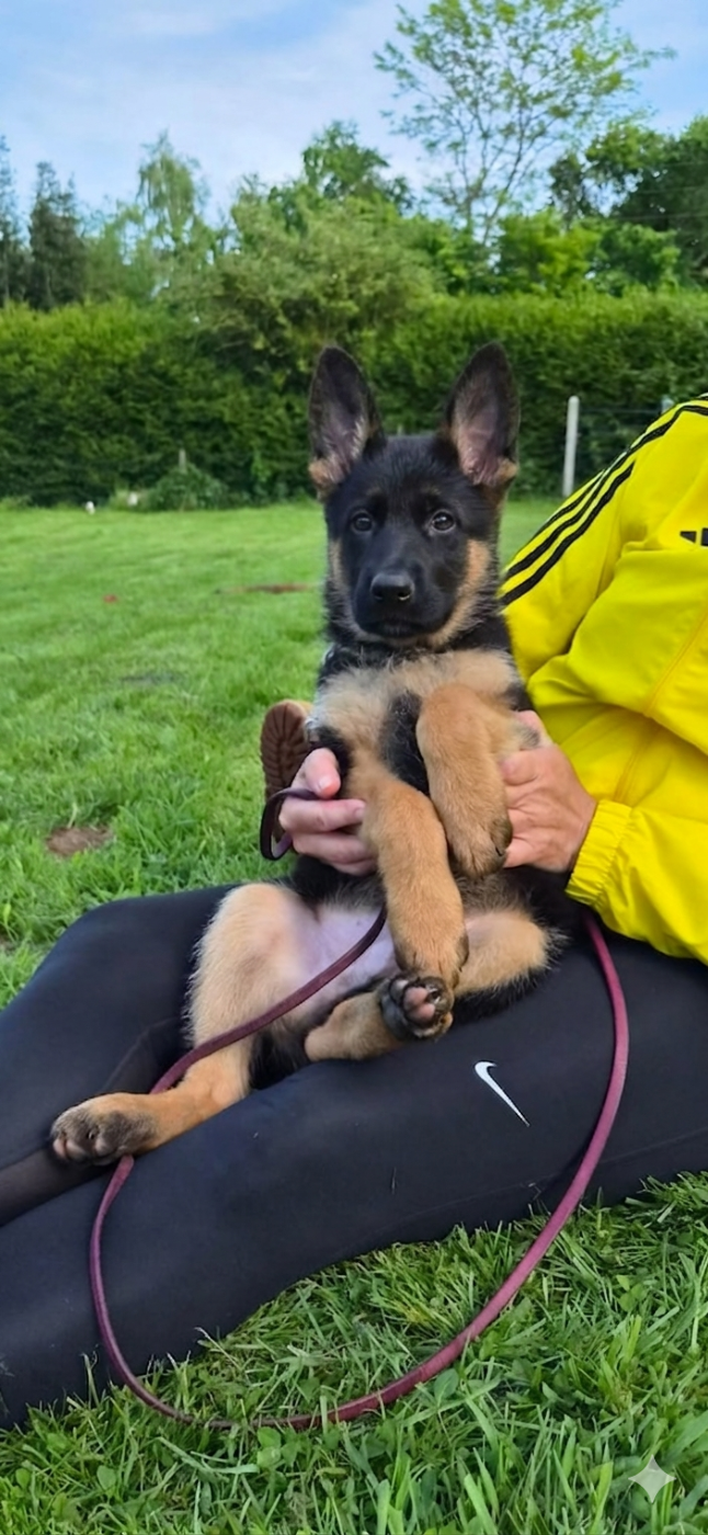 du clos de la gloriette - Chiots disponibles - Berger Allemand