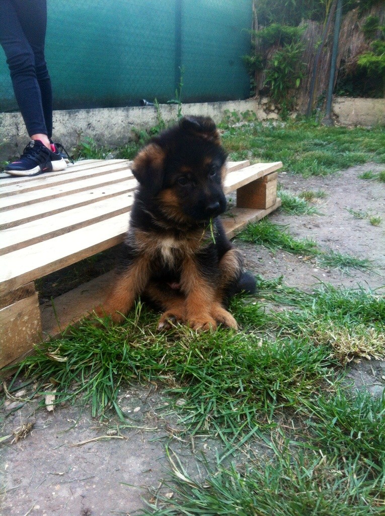 du clos de la gloriette - Berger Allemand - Portée née le 09/04/2017