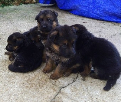 CHIOT