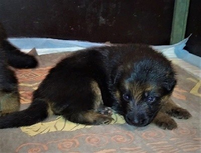 CHIOT
