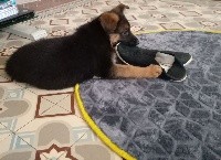 CHIOT