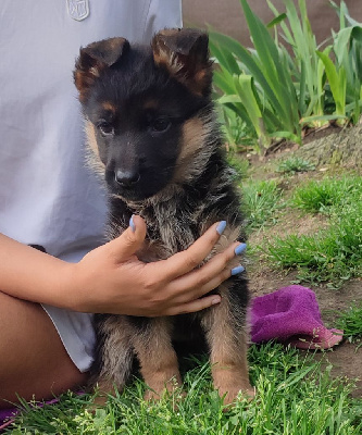 CHIOT