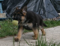 CHIOT