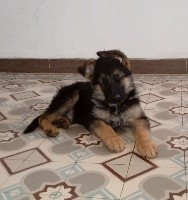 CHIOT