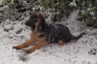 CHIOT