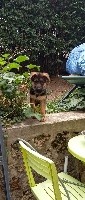 CHIOT