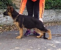 CHIOT