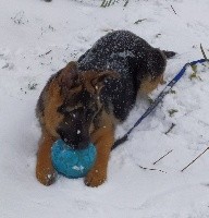 CHIOT